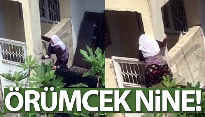 75'lik nine örümcek gibi tırmandı