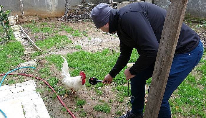 Postacıya saldıran horozun sahibi konuştu (VİDEO)