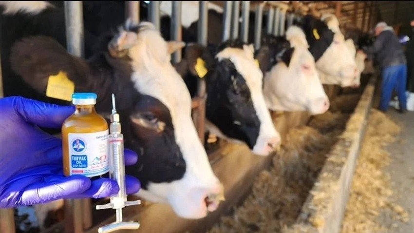 205 Bin Büyük Başta Şap Aşısı Yapılacak