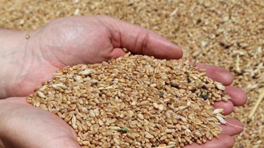 Yeni Buğday Çeşitleri Çiftçilere Tanıtıldı