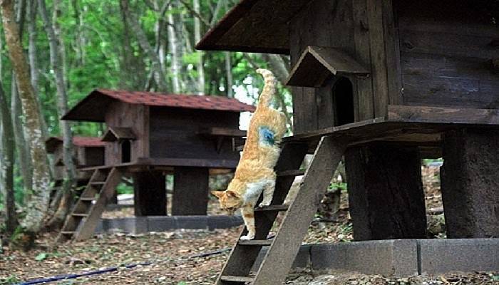 Kedi Köyü projesi için hazırlıklar devam ediyor