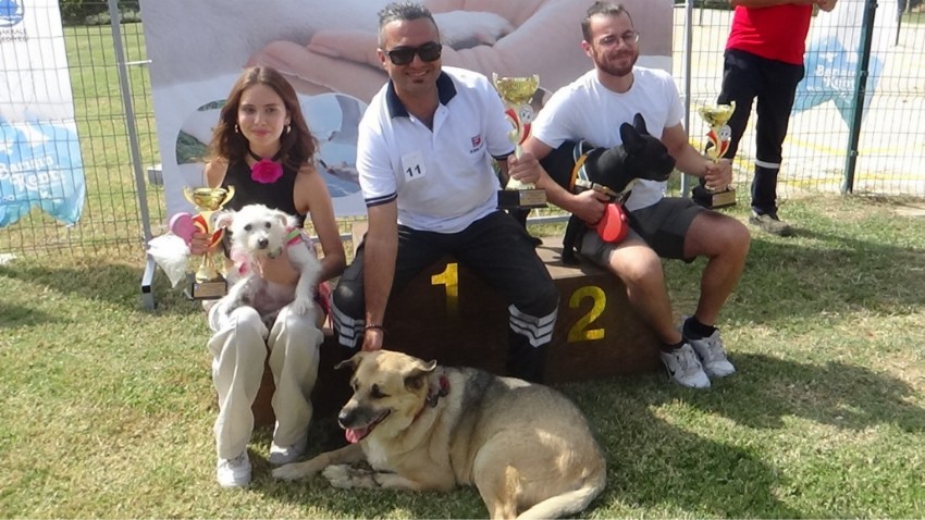 Çanakkale’de köpek güzellik yarışması yapıldı (VİDEO)