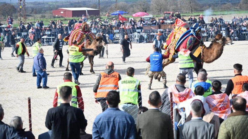 Biga Belediyesi ve Pekmezli Köyü Muhtarlığı İş Birliğiyle Gerçekleştirilen Folklorik Deve Güreşleri Büyük İlgi Gördü