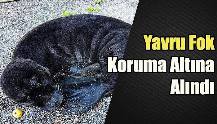 Gazipaşa'da bulunan yavru Akdeniz foku koruma altına alındı