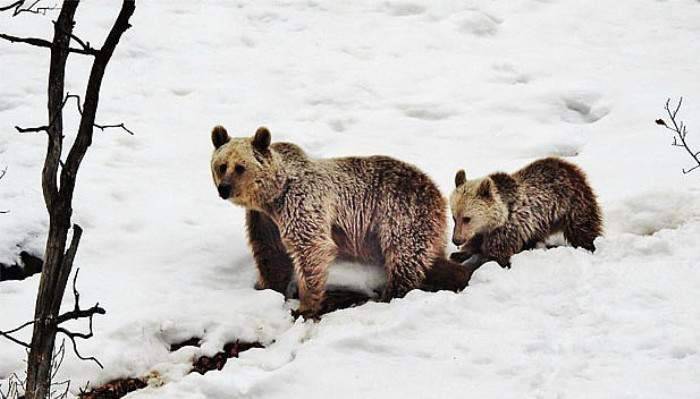 Kış uykusu yerine gezmeyi tercih ettiler