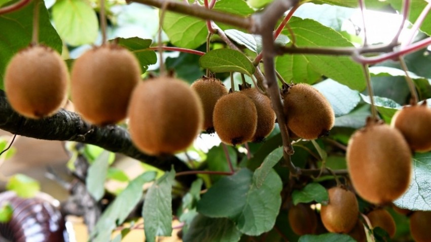 Merak Ettiği Kivi Fidesi İle Başladığı Üretimi Katladı