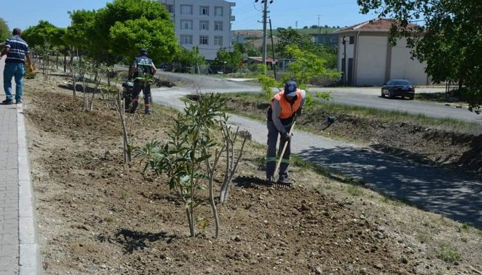 Ağaç budama ve çapalama devam ediyor