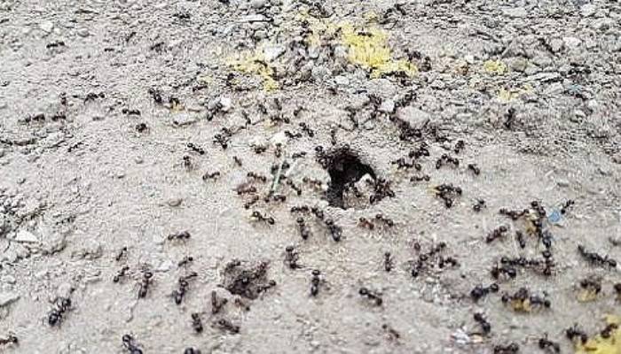 Karıncaların Yiyecek Telaşı Tedirgin Etti