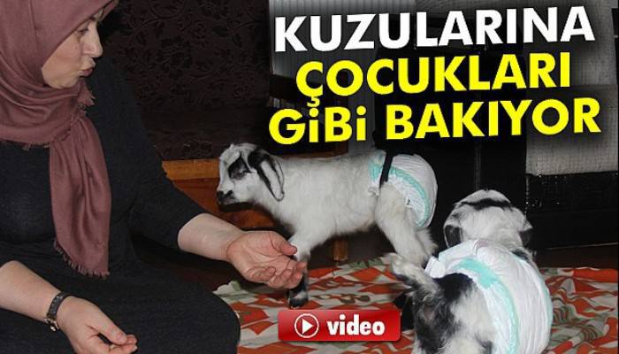  Rizeli kadın kuzuları evinde besliyor