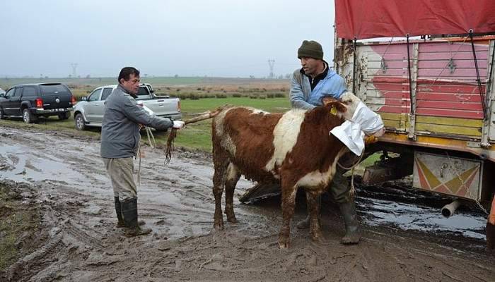  Biga'da köylülere 216 adet inek dağıtıldı