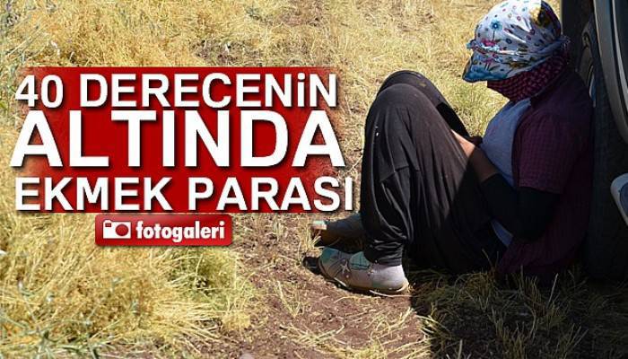 İşçilerin 40 derecede mercimek hasadı