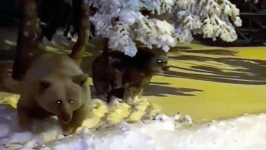 Sinirlenen ayı böyle saldırdı! Korku dolu anlar kamerada (Tıkla izle) 
