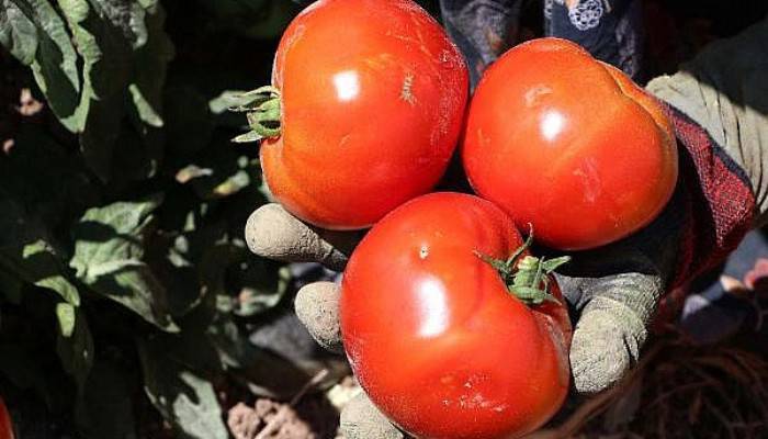 MEŞHUR ÇANAKKALE DOMATESİNİN HASADI SÜRÜYOR