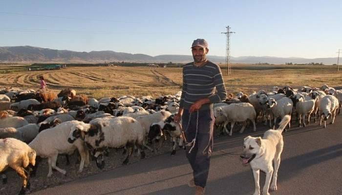 Muş'ta 4 bin TL ücretle çoban aranıyor