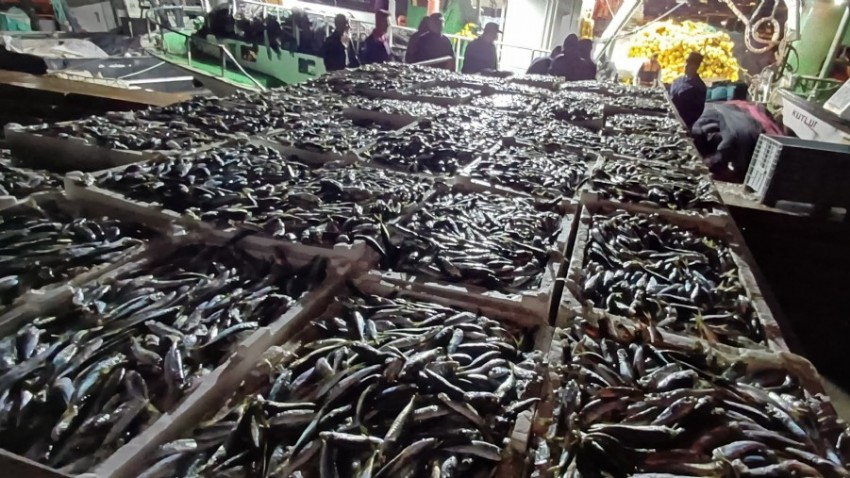 Kaçak avlanmış 8 ton istavrit balığı ele geçirildi