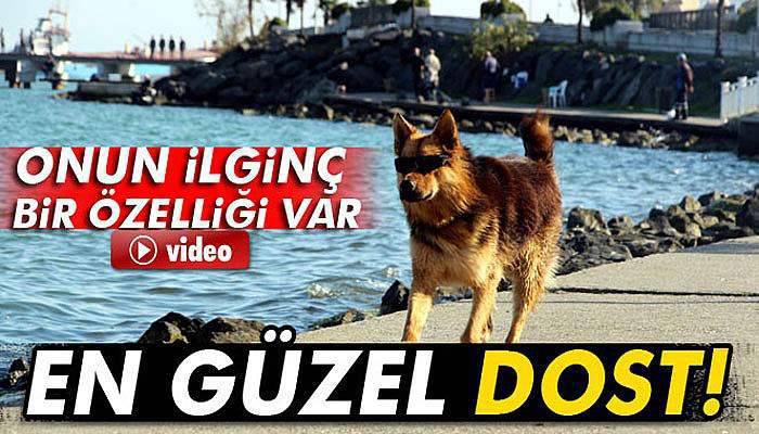 Dalgıç köpek