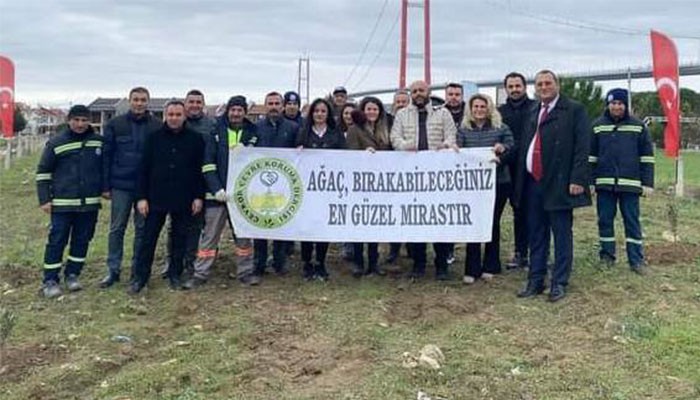 Zeytin Fidanı Diktiler