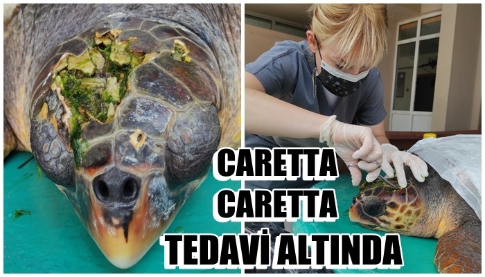 Yaralı caretta caretta tedavi altında (VİDEO)