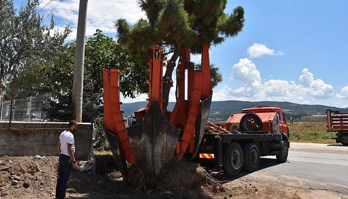 Çanakkale'de ağaç deplase çalışması 