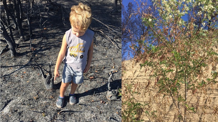 Yanan alanlarda bitkiler yeniden yeşeriyor