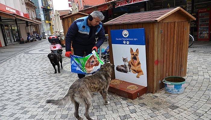 Ezine'de sokak hayvanları unutulmadı