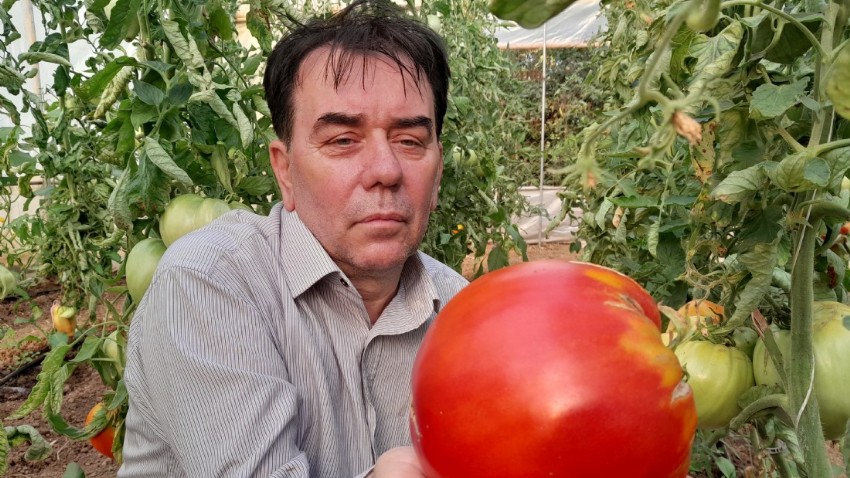 Bu yılın hedefi 1,8 kilogramlık domates (VİDEO)