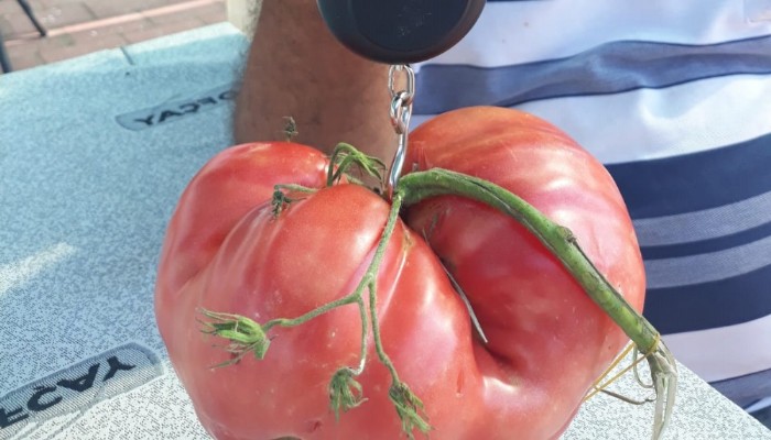 Domatese rakip çıktı