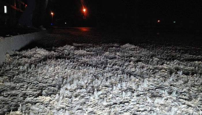 Birgün sineklerinin ‘ölüm dansı’ başladı