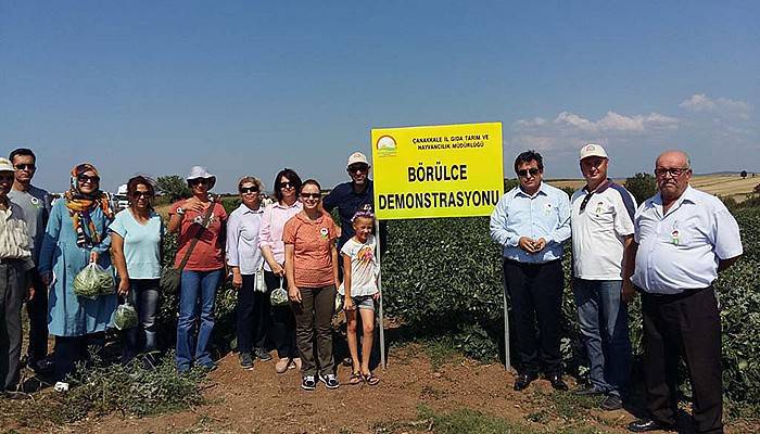 Börülce hasadı tarla günü gerçekleştirildi