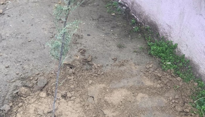 BİGA’DA OKUL BAHÇESİNE FİDAN DİKİLDİ