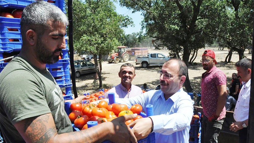 Kaymakam Dolu, domates hasadına katıldı