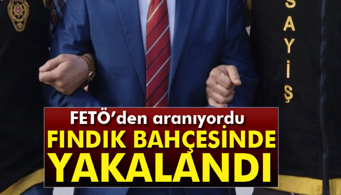 Kaçak hakim fındık bahçesinde yakalandı