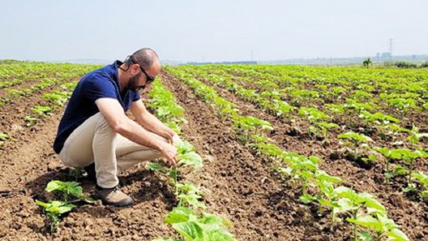 Çanakkale’de Ayçiçek Üreticileri Çayır Tırtılı ve Kuraklıkla Mücadeleye Devam Ediyor