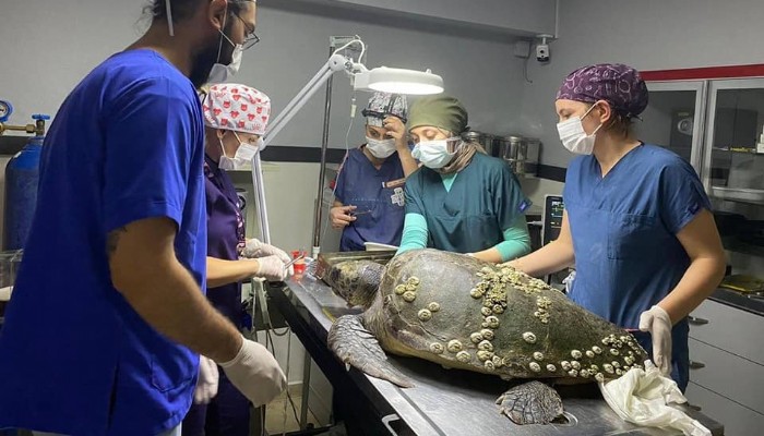 CARETTA CARETTA İÇİN SEFERBER OLDULAR