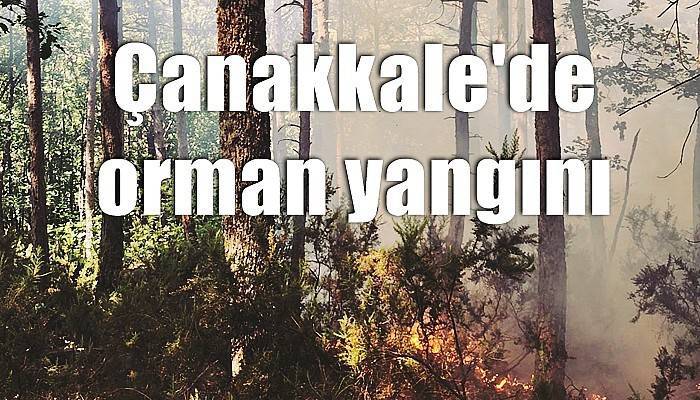 Çanakkale'de orman yangını (VİDEO)
