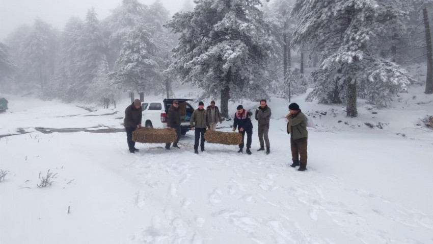 Karla kaplanan Kazdağları'na yaban hayvanları için yem bırakıldı