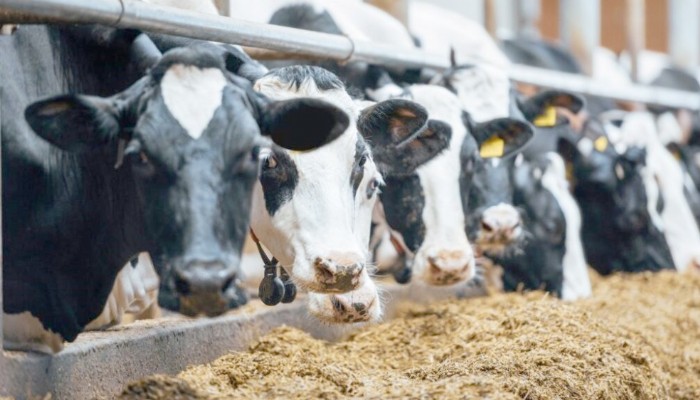 Baytekin ‘Girdi Maliyetlerinin Yükselmesi Et Ve Süt Üreticilerini Perişan Etti’