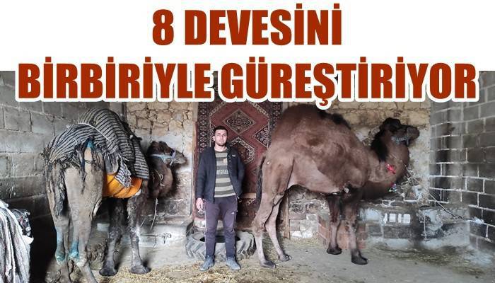 8 devesini birbiriyle güreştirerek antrenman yaptırıyor (VİDEO)