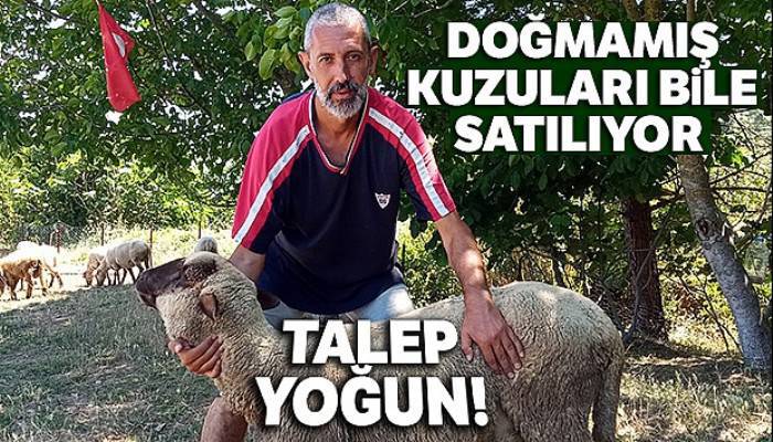 Bu koyunların doğmamış kuzuları bile satılıyor