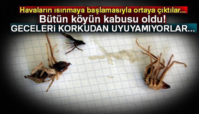 Niğde'de sarıkız örümceği kabusu