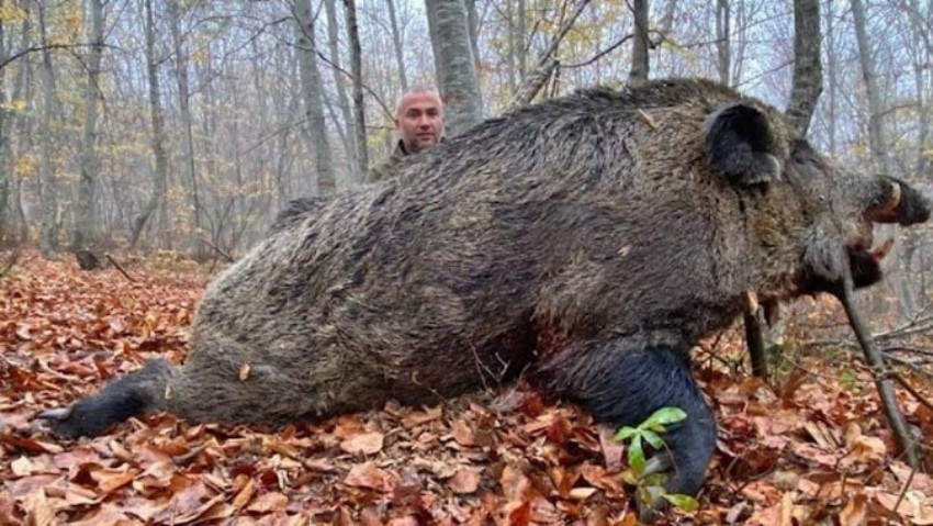  459 kiloluk dev domuz avlandı 