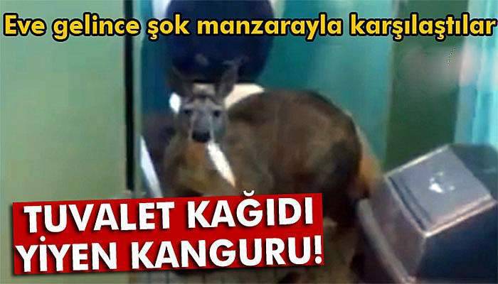 Evde tuvalet kağıdı yiyen bir kanguruyla karşılaştılar