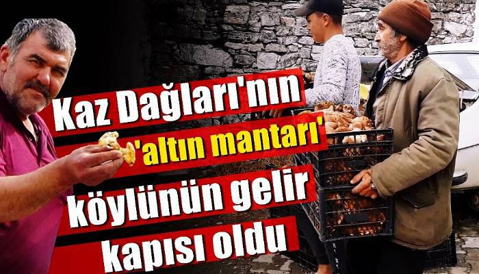 Kaz Dağları'nın 'altın mantarı' köylünün gelir kapısı oldu (VİDEO)