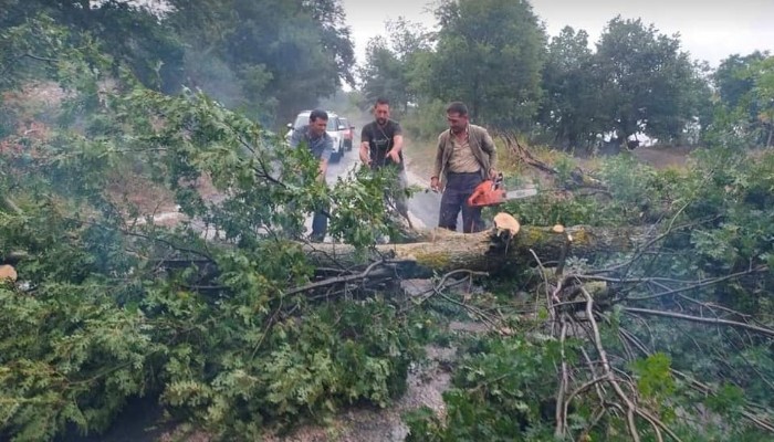 KÖY YOLUNDA AĞAÇ DEVRİLDİ 