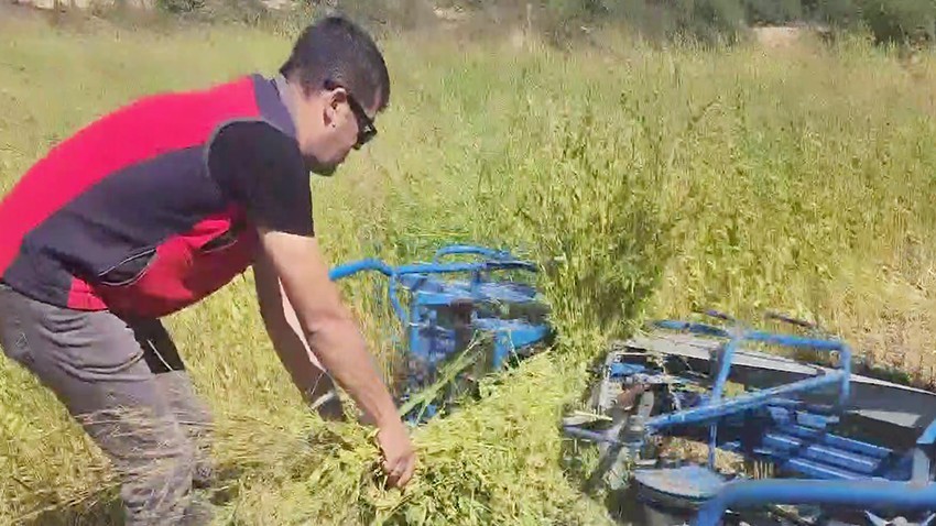 Yerli ve Milli Susam Çeşitlerinde Özel Makineli Hasat