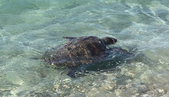 Çanakkale’de yaralı bulunan caretta caretta, tedavi sonrası denize bırakıldı