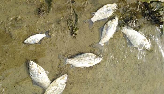 Barajdaki Balıkların Ölümü Vatandaşları Tedirgin Etti  