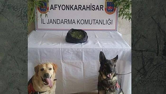 Afyonkarahisar’da jandarmadan esrar operasyonu