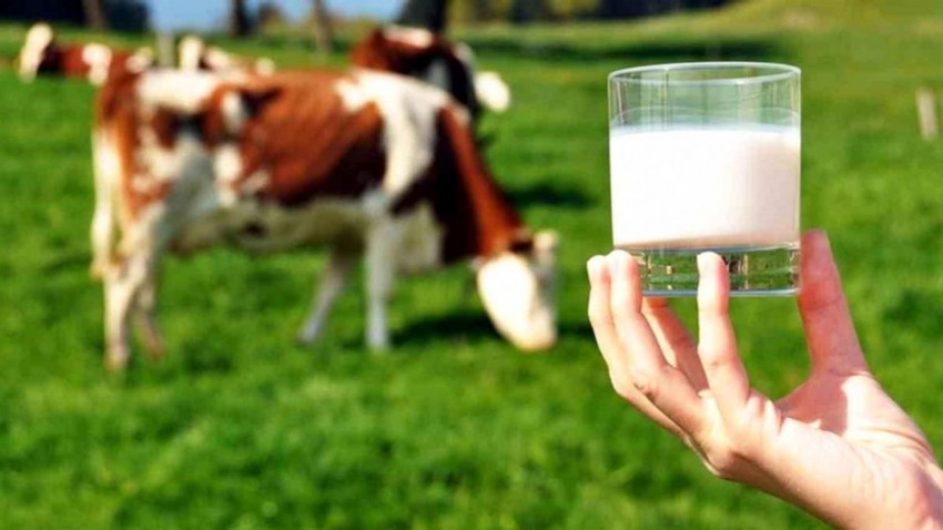 2022'de Çiğ Süt Üretimi Azaldı, Kırmızı Et Üretimi Arttı