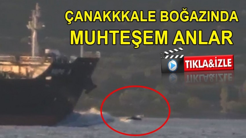 Çanakkale Boğazında yunuslar gemiyle yarıştı (VİDEO)